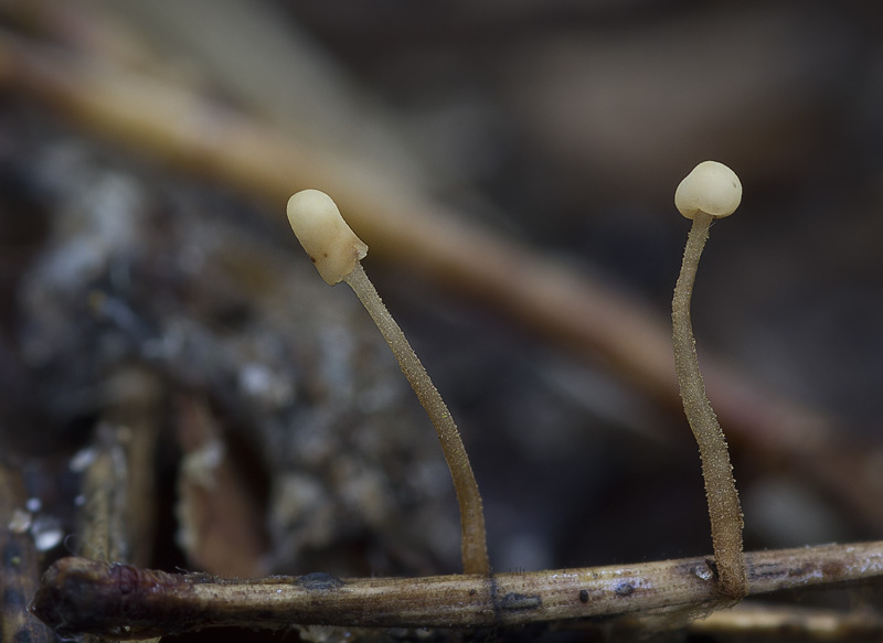 Heyderia pusilla